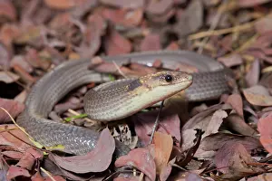 Legless: Brigalow Scaly-Foot