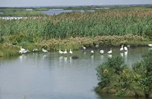 Migrating: Brigantine (Forsythe) NWR
