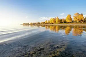 Constance: Bright autumn leaves in the afternoon on the shore