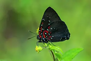 Tangaras: Bright Brangas, butterfly, Lycaenidae, Las Tangaras