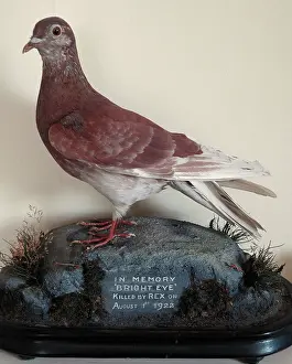 Killed: Bright Eye racing pigeon killed by dog 1922