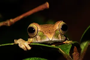 Marojejy: Bright-eyed Frog