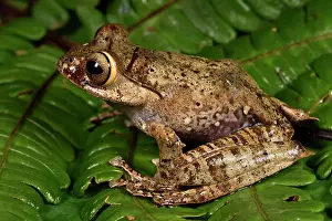 Andasibe: Bright-eyed Frog (Boophis entingae), Andasibe, Perinet