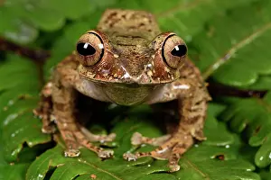 Andasibe: Bright-eyed Frog (Boophis entingae), Andasibe, Perinet