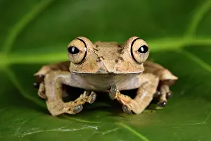Andasibe: Bright-eyed Frog (Boophis entingae), Andasibe, Perinet