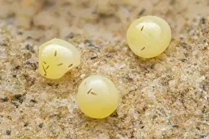 Eyed: Bright-eyed Ringlet (Erebia oeme) egg of butterf