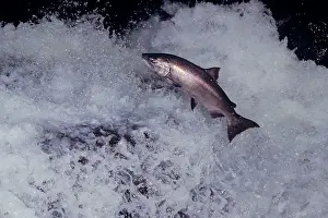 Tshawytscha: A bright (fresh from saltwater) Shinook Salmon