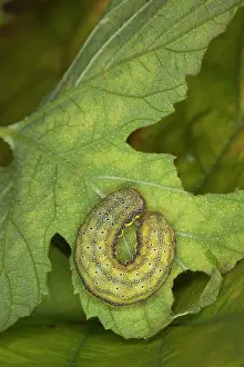 Lacanobia: Bright-line Brown-eye