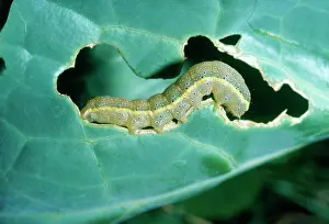 Cabbages: Bright-line Brown-eye MOTH - Caterpillar stage