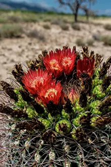 Cactus: Bright orange or red flowers of a barrel cactus in the