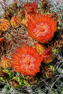 Cactus: Bright orange or red flowers of a barrel cactus in the