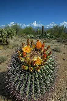 Cactus: Bright orange or red flowers of a barrel cactus in the