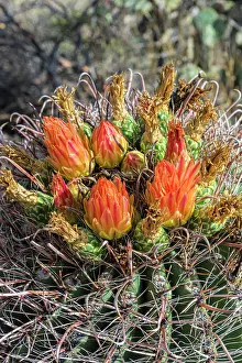 Cactus: Bright orange or red flowers of a barrel cactus in the