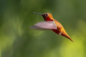 Float: A bright orange Rufous Hummingbird (Selasphorus rufus) hovering in mid-air