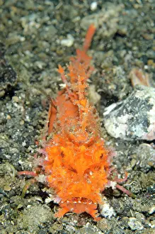Besar: Bright orange Spiny Devilfish walking on black sand