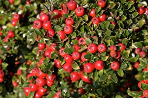 Cotoneaster: Bright red berries on Cotoneaster shrub
