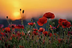 Corn: Bright red poppies in a field at sunset with a calming