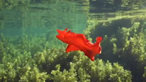 Slug: Bright red sea slug dancing swims over thickets
