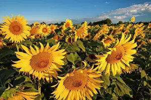 Remy: Bright sunflowers near Saint Remy do-Provence