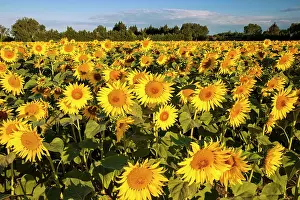 Remy: Bright sunflowers near Saint Remy do-Provence