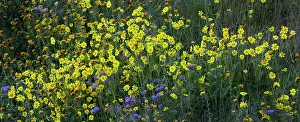 Steep: Bright wildflowers cover the hillsides of the California