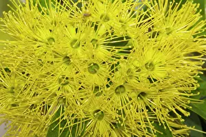 Eric Lindgren: Bright yellow flowers of a Golden Penda tree -