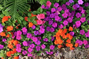Tian: Brightly coloured flowers at Tian in Chiang Mai