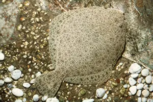 Brill: BRILL - camoflagued against sea bed