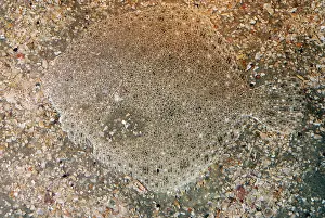 Brill: Brill - Colour matches the sea bed and the fish
