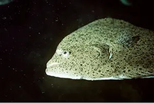 Brill: BRILL FISH