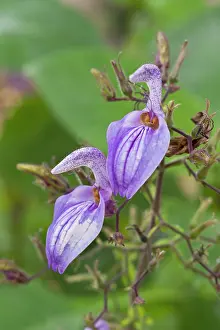 Nitens: Brillantaisia nitens
