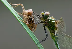 Metallica: Brilliant Emerald (Somatochlora metallica) afte