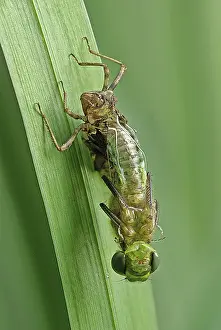 Metallica: Brilliant Emerald (Somatochlora metallica) duri