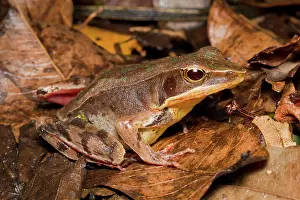 Inspiration: Brilliant Forest Frog