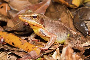 Tirimbina: Brilliant Forest Frog