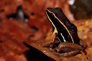Epipedobates: Brilliant-thighed Poison-frog or Brilliant-thighed
