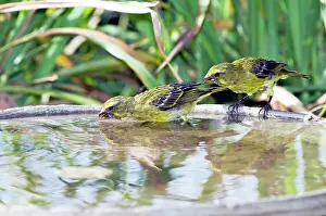 Brimstone: Brimstone / Bully Canary - drinking at birdbath