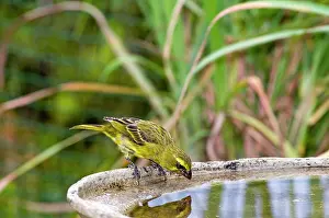 Baths: Brimstone / Bully Canary - drinking at birdbath