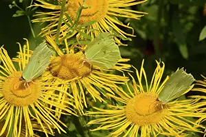 Brimstone: Brimstone Butterflies - on flower (Telekia speciosa)
