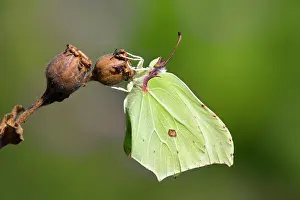 Brimstone: Brimstone Butterfly