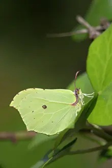 Brimstone: Brimstone Butterfly