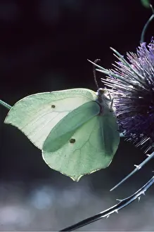 Brimstone: BRIMSTONE BUTTERFLY