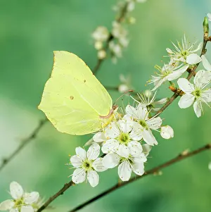 Brimstone: BRIMSTONE BUTTERFLY - on blossom, side view