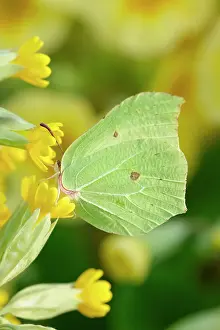 Brimstone: Brimstone Butterfly - on Cowslip flowers