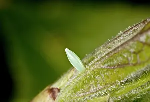 Micro: Brimstone Butterfly - eggs - on Purging Buckthorn in spring