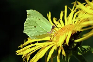 Brimstone: Brimstone Butterfly - feeding on garden plant