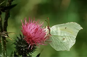 Brimstone: BRIMSTONE BUTTERFLY - feeding on thistle, side view