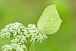Brimstone: Brimstone butterfly - female