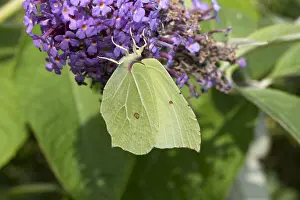 Colias: Brimstone butterfly Gonepteryx rhamni feedng on