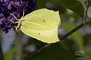 Colias: Brimstone butterfly Gonepteryx rhamni feedng on
